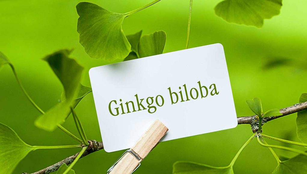 ginkgo biloba