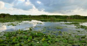 2 motive să îți petreci concediul de vară în Delta Dunării